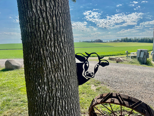 Peek-A-Boo Cow